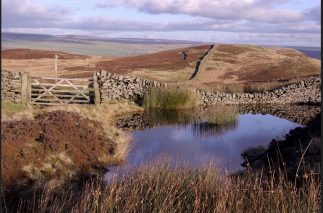 gate with pond